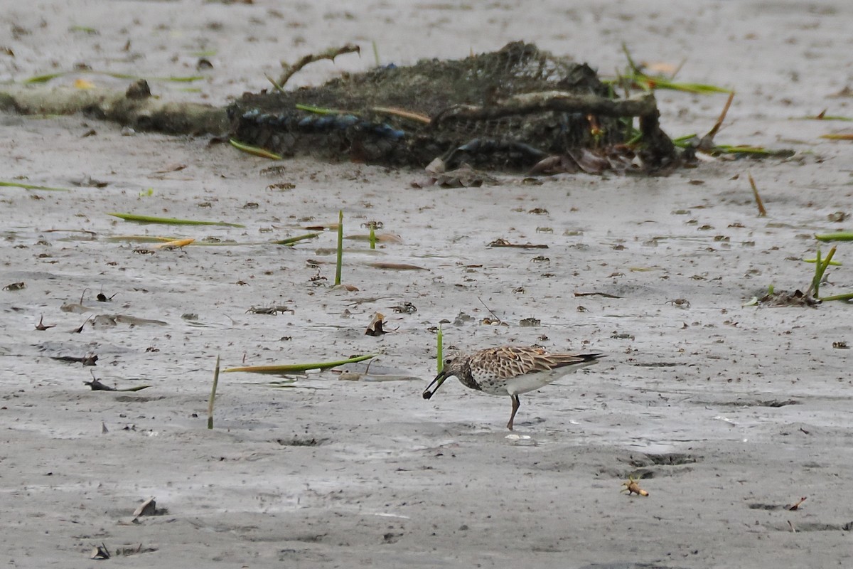 Great Knot - ML563445461