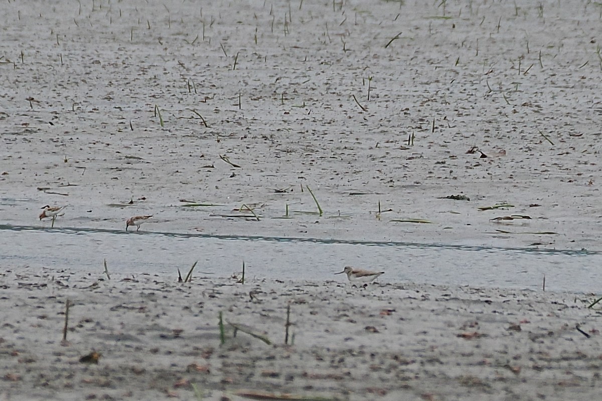 Terek Sandpiper - ML563445511