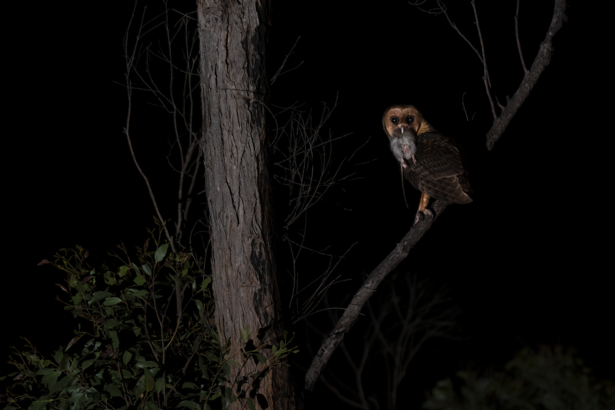 Australian Masked-Owl - ML563445631