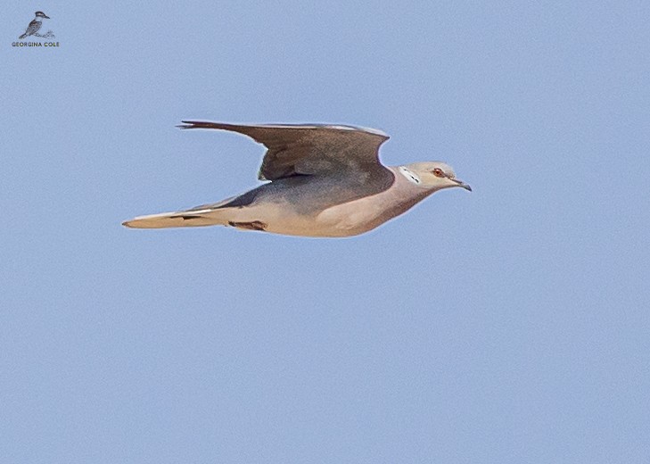 European Turtle-Dove - Georgina Cole