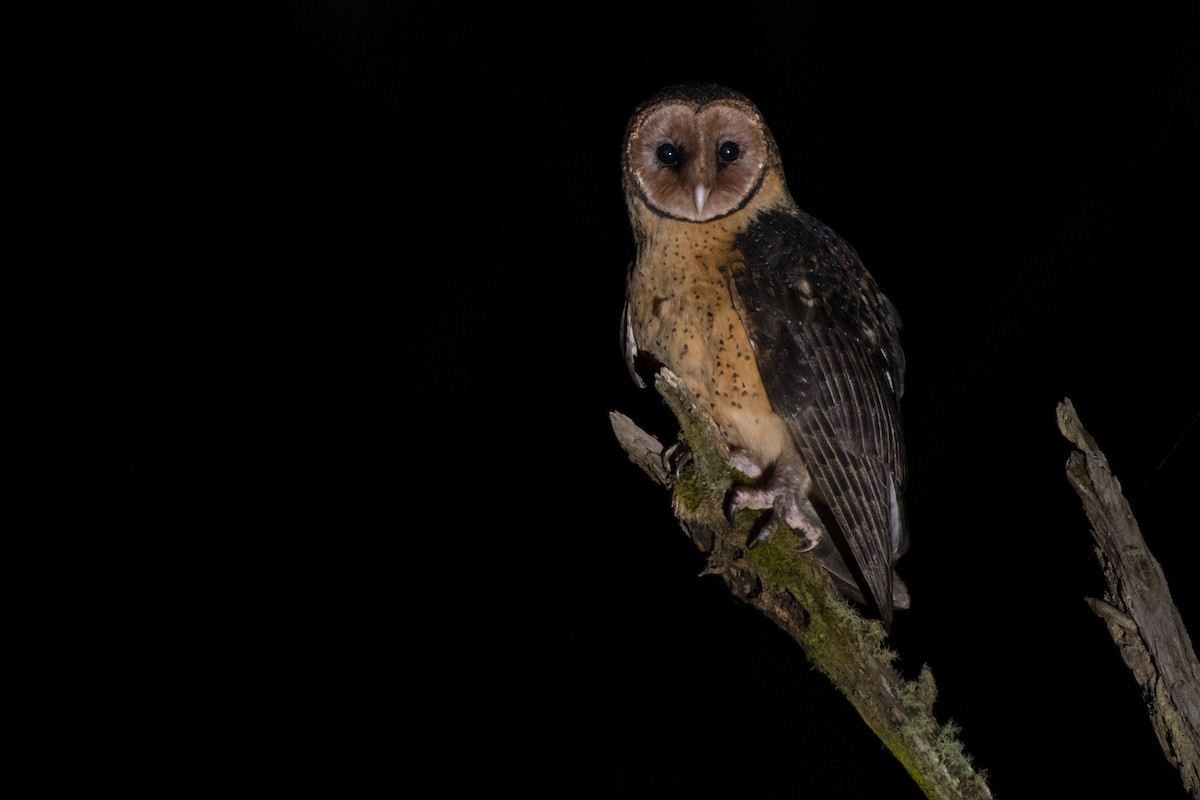 Australian Masked-Owl - ML563446021