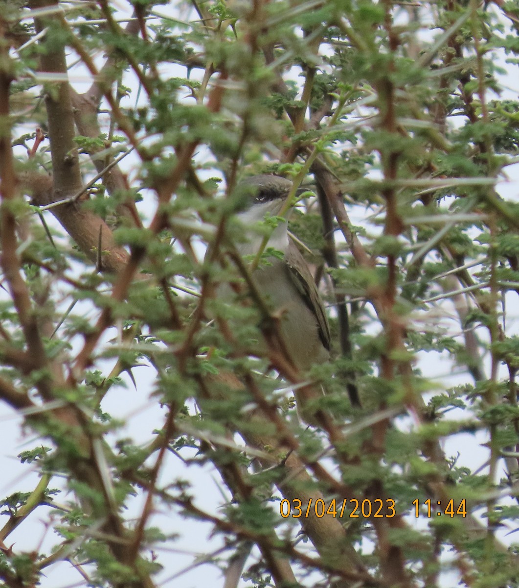 Lesser Whitethroat - Ute Langner