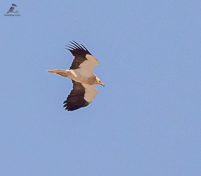 Egyptian Vulture - Georgina Cole