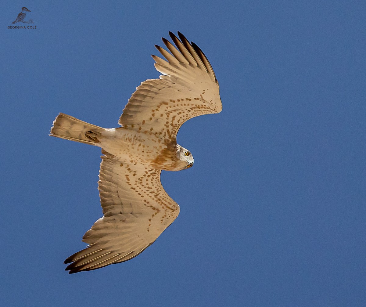 Short-toed Snake-Eagle - ML563446171