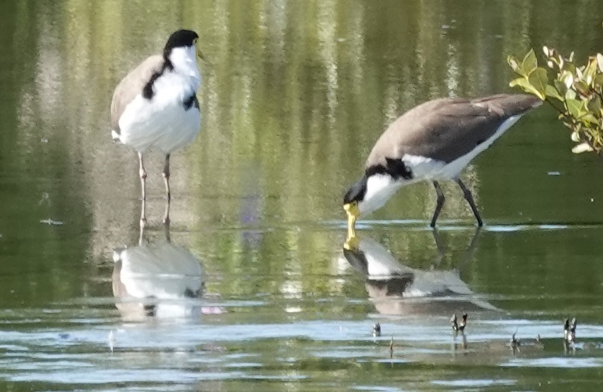 Masked Lapwing - ML563446311