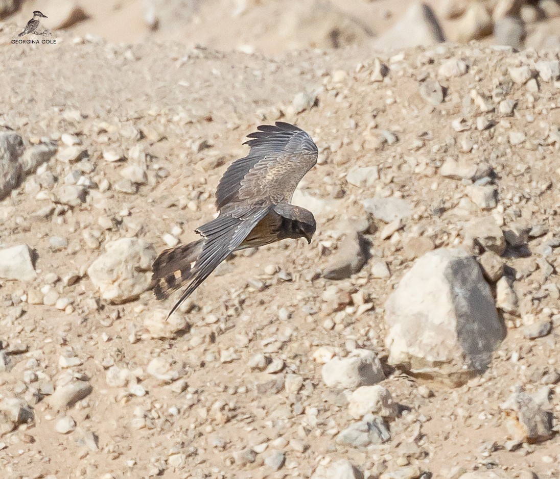 Montagu's Harrier - ML563446501