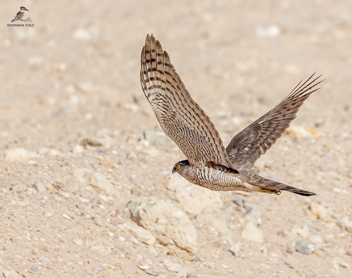 Eurasian Sparrowhawk - Georgina Cole