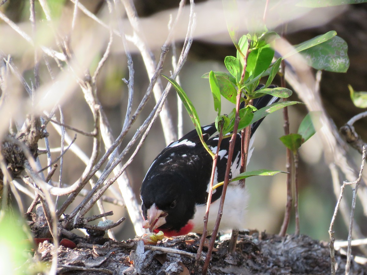 Rose-breasted Grosbeak - Becky Laboy