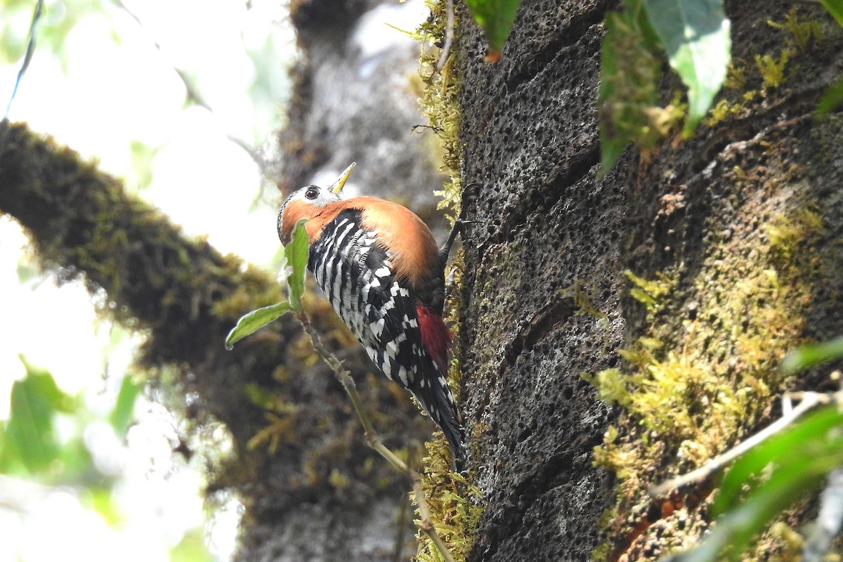 Rufous-bellied Woodpecker - Chi-Lien (綺蓮) Hsueh (薛)