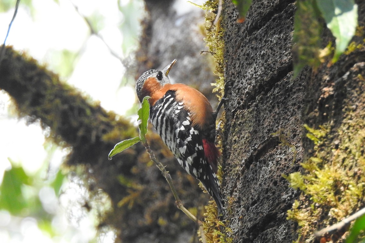 Rufous-bellied Woodpecker - Chi-Lien (綺蓮) Hsueh (薛)