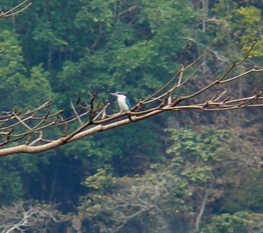 Collared Kingfisher - ML563448951