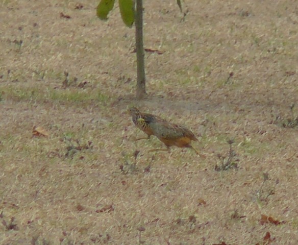 Barred Buttonquail - ML563448961