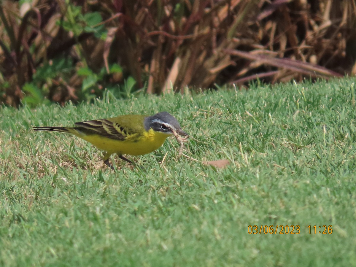 Western Yellow Wagtail - ML563449581