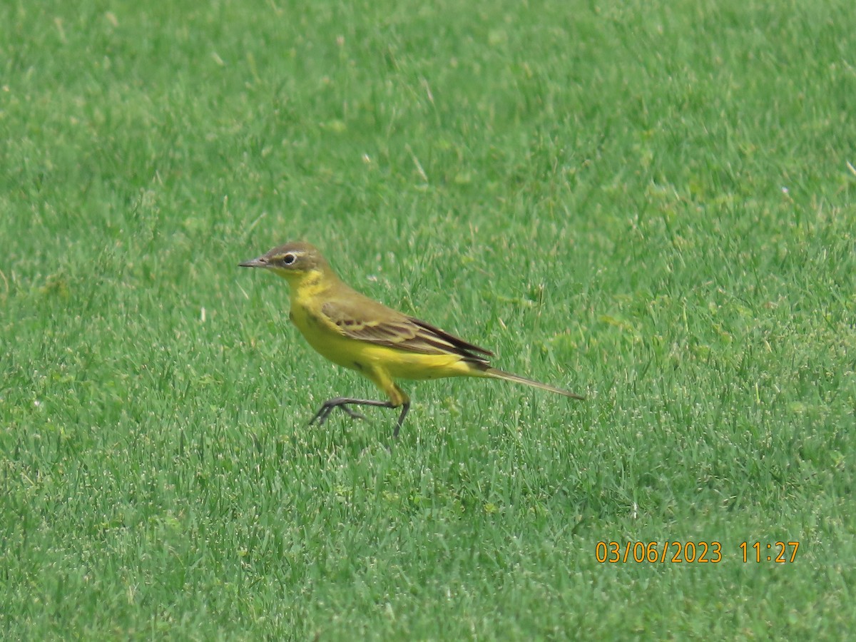 Western Yellow Wagtail - ML563449591