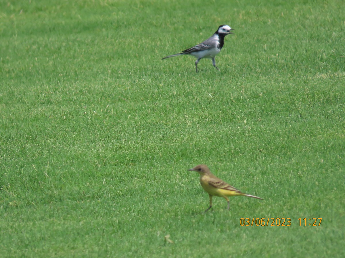 White Wagtail - ML563449651