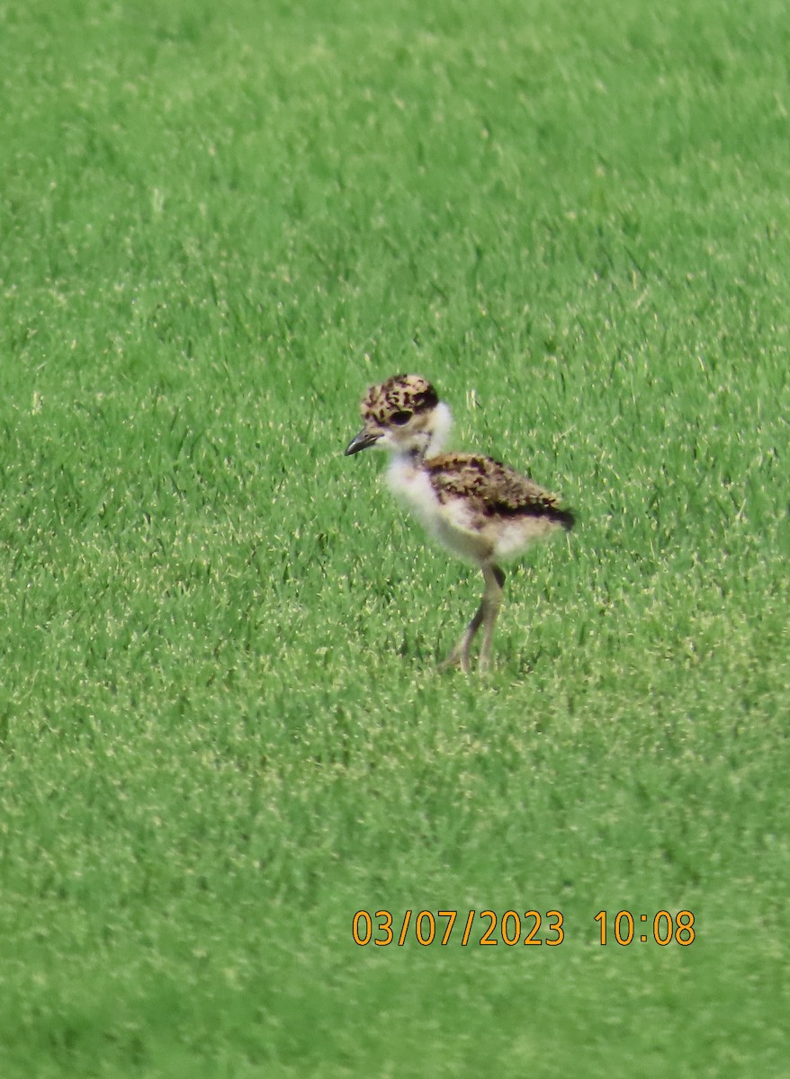 Spur-winged Lapwing - ML563450121