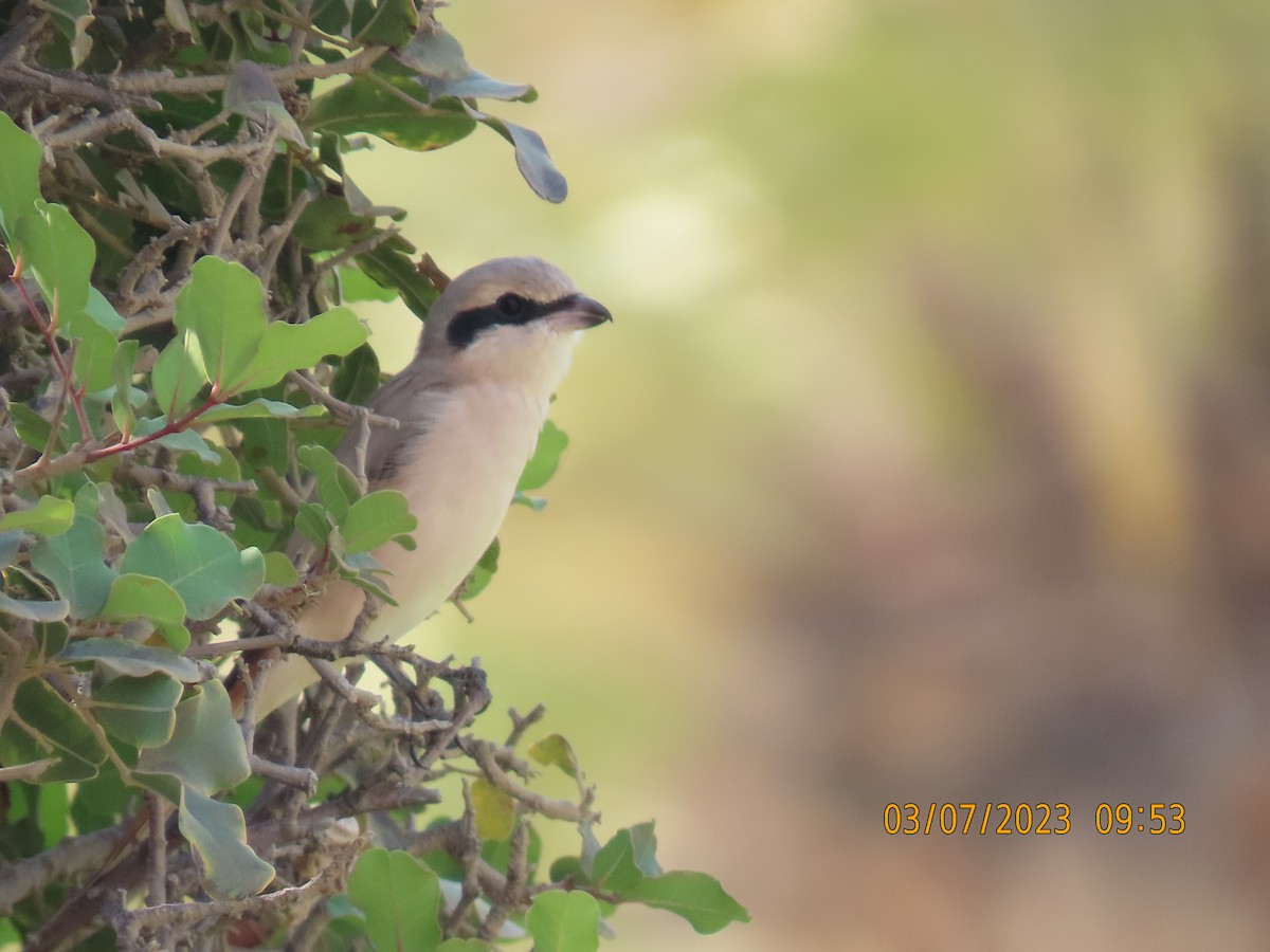 Isabelline Shrike - ML563450321