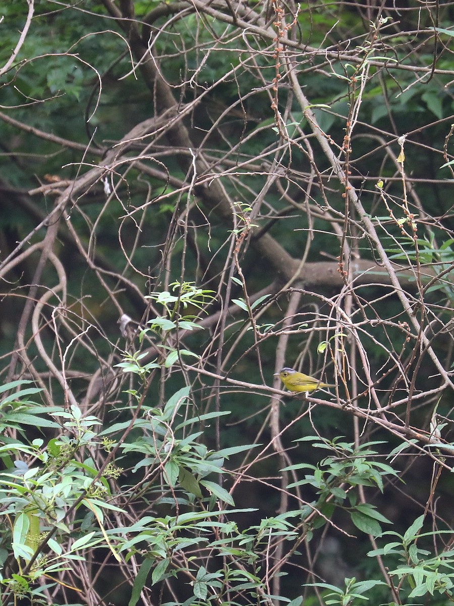 Gray-crowned Warbler - Matthias Alberti