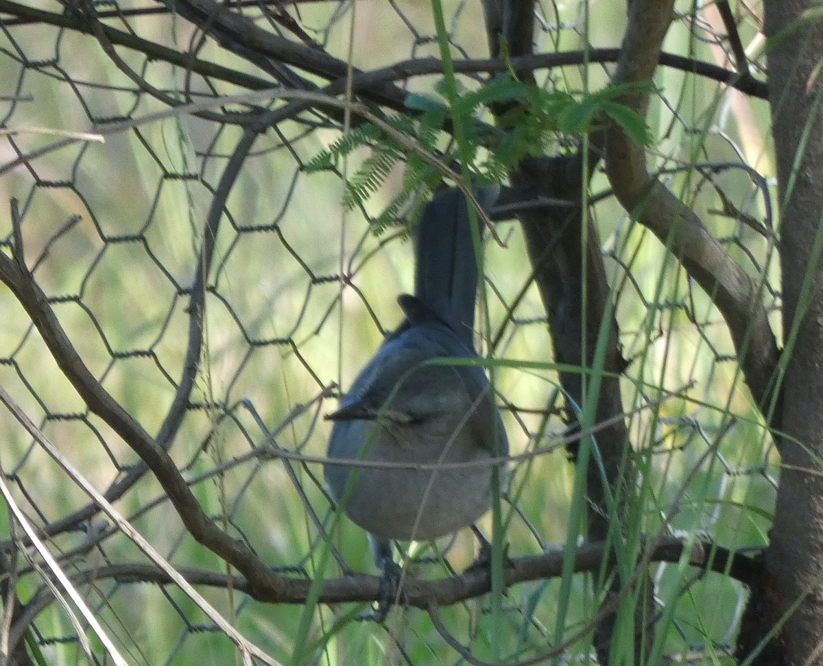 Gray Shrikethrush - Robert Drake