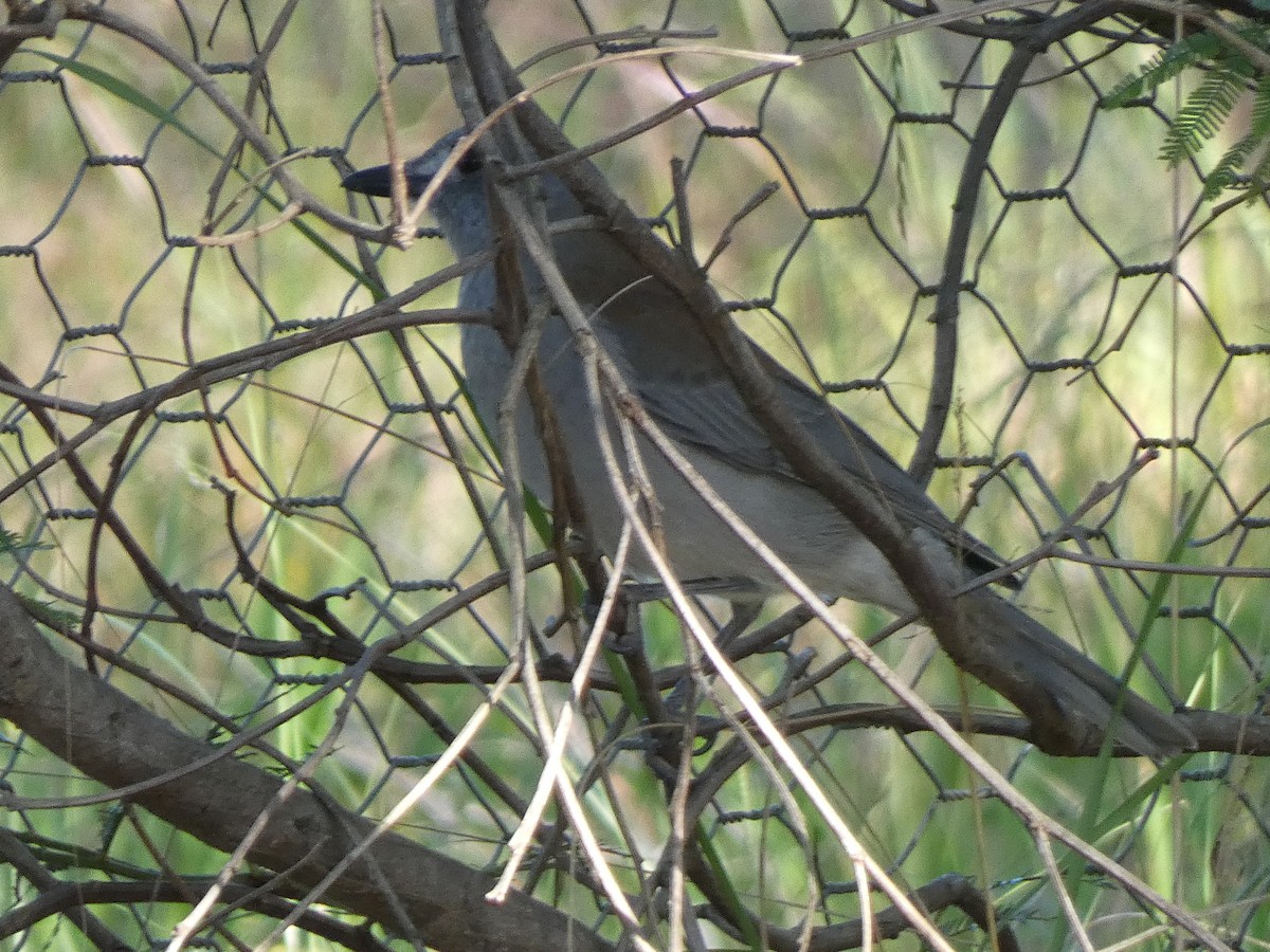 Gray Shrikethrush - ML563451661