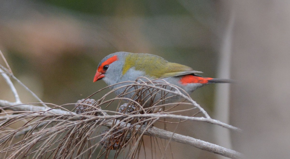 Red-browed Firetail - ML563451951