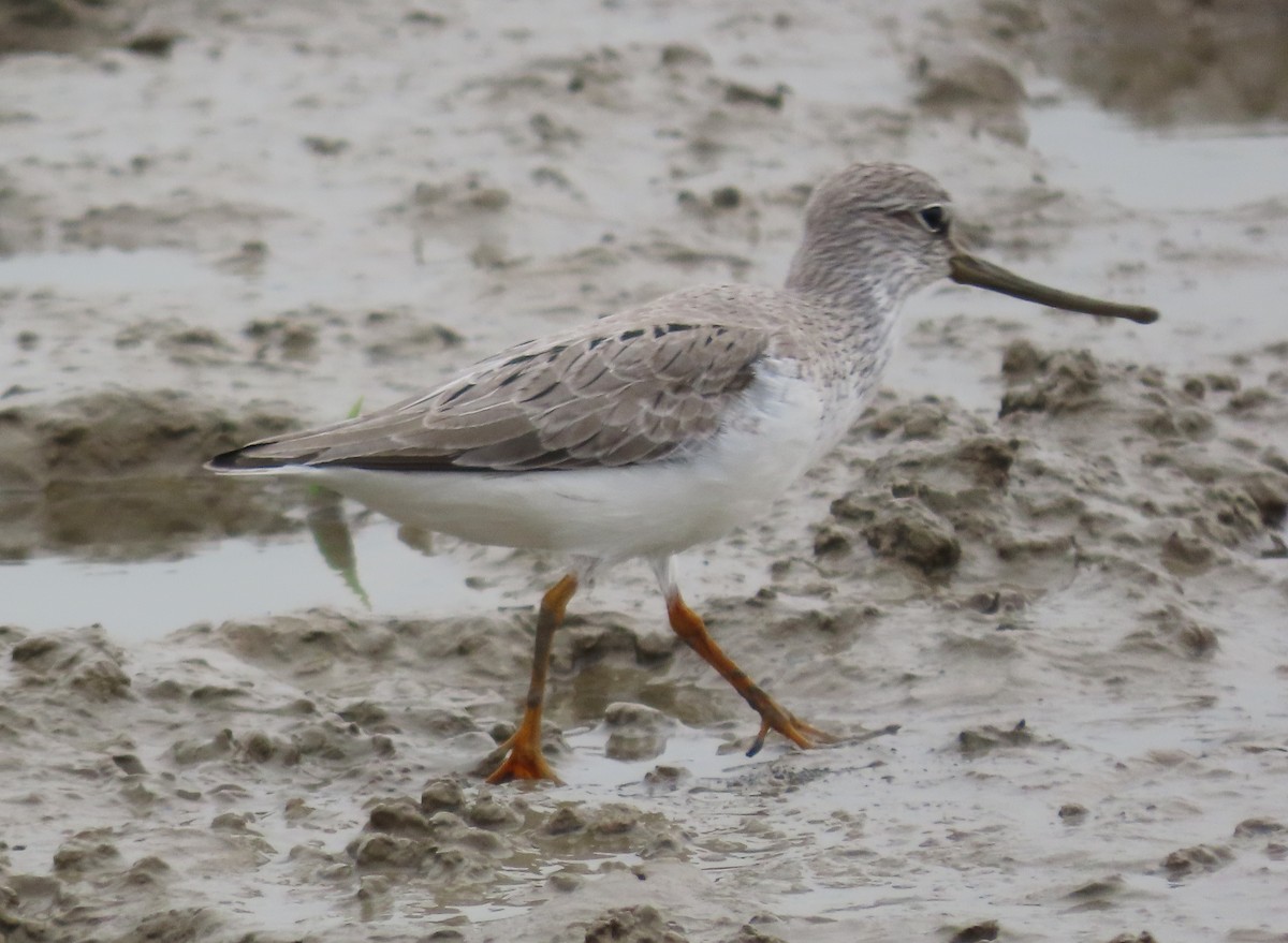 Terek Sandpiper - ML563452631