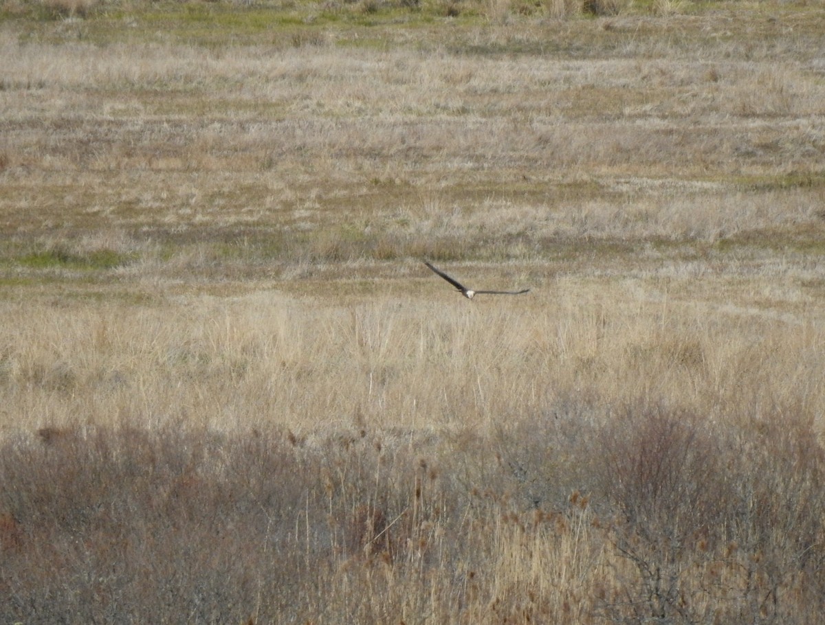 Western Marsh Harrier - Jonathan  Dean