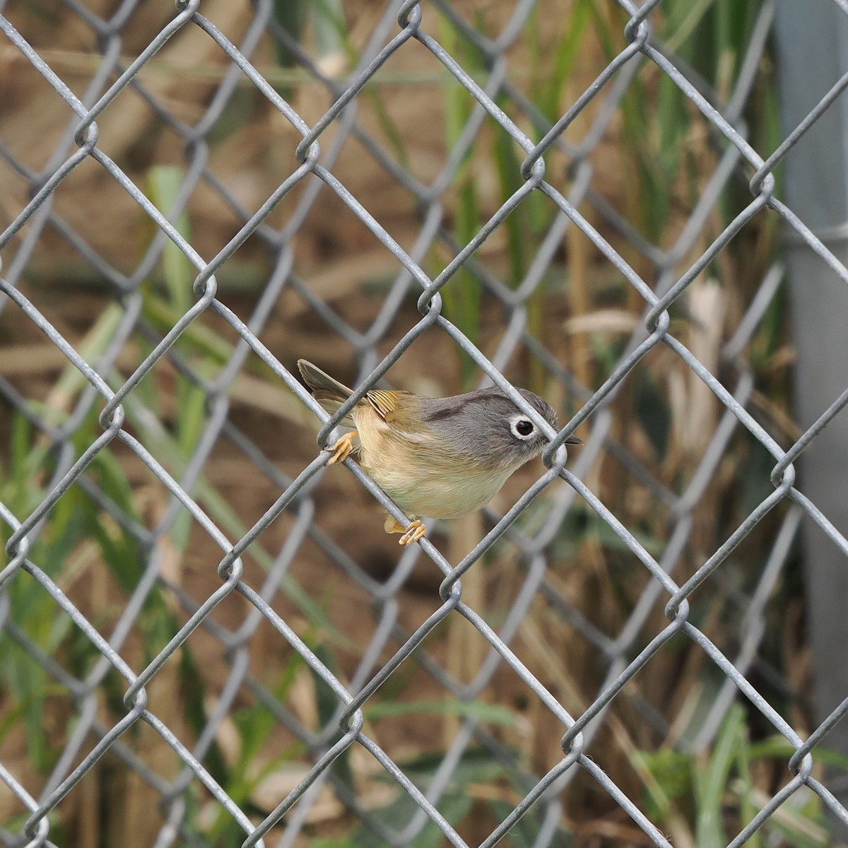 Morrison's Fulvetta - ML563453301