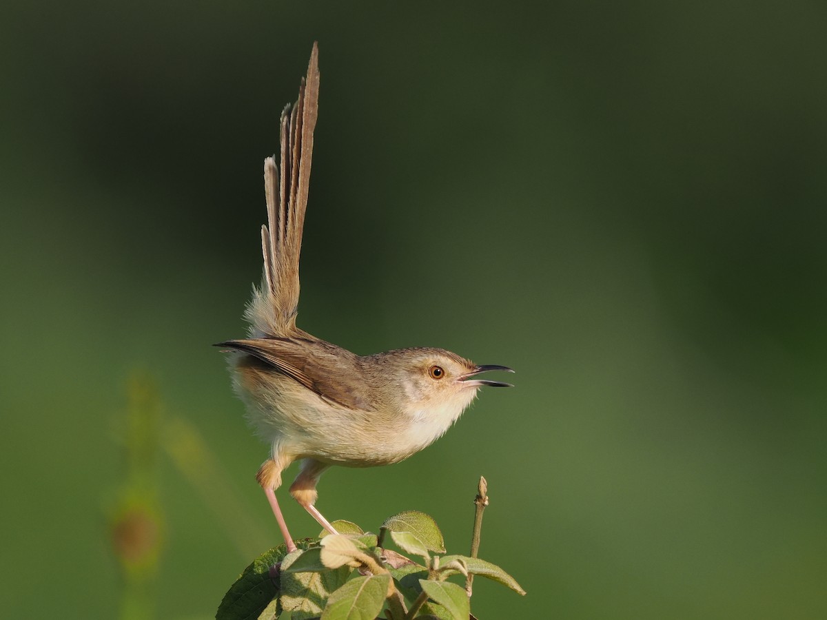 Plain Prinia - Kuan Chieh/貫捷 (Chuck) Hung/洪