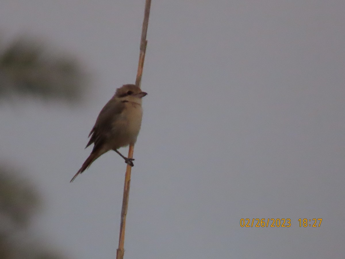 Isabelline Shrike - ML563453591