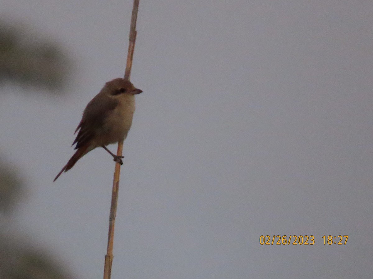 Isabelline Shrike - ML563453601