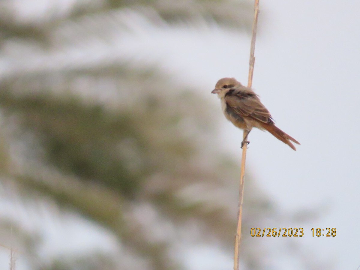 Isabelline Shrike - ML563453811