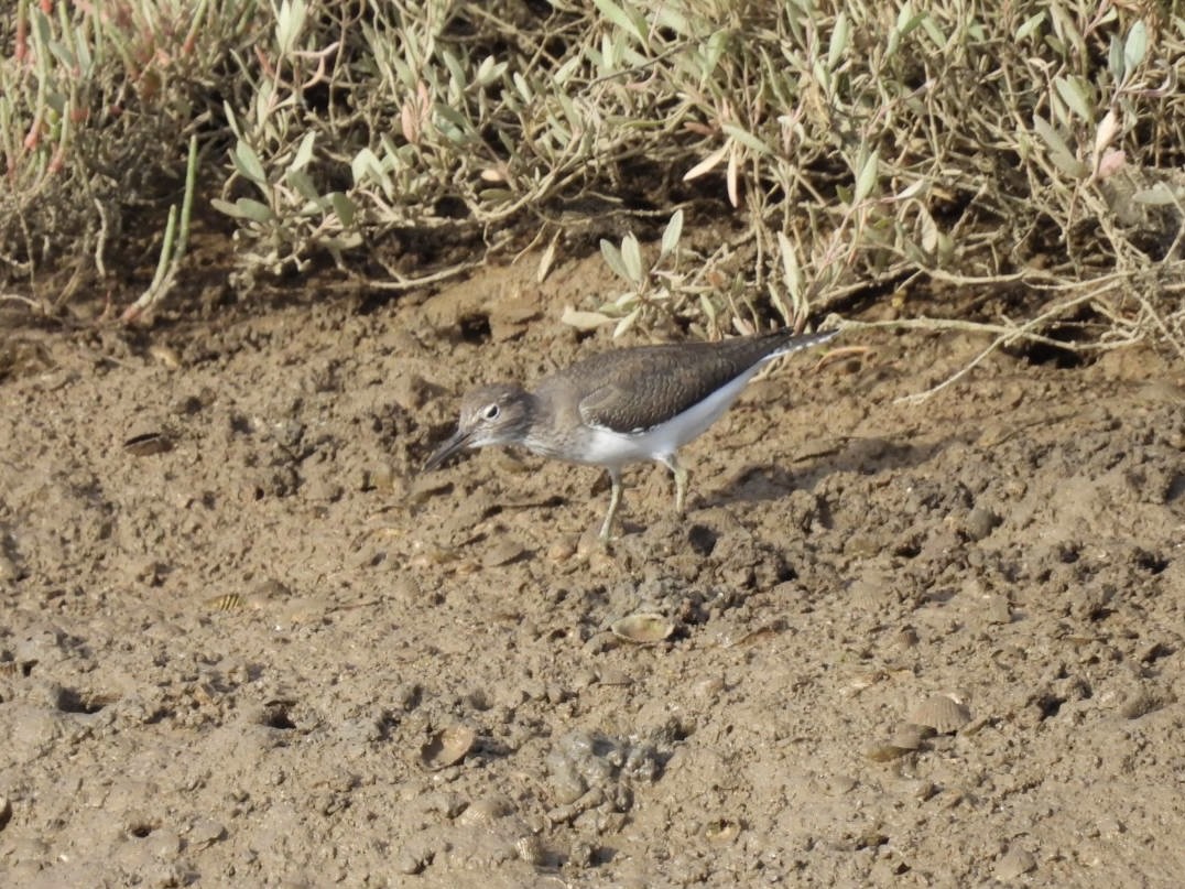 Common Sandpiper - ML563454491