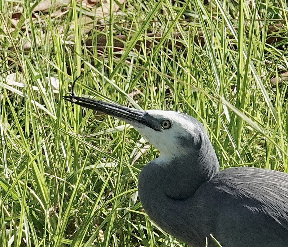 White-faced Heron - ML563454661