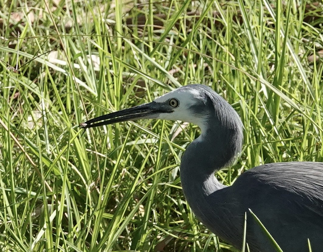 White-faced Heron - ML563454671