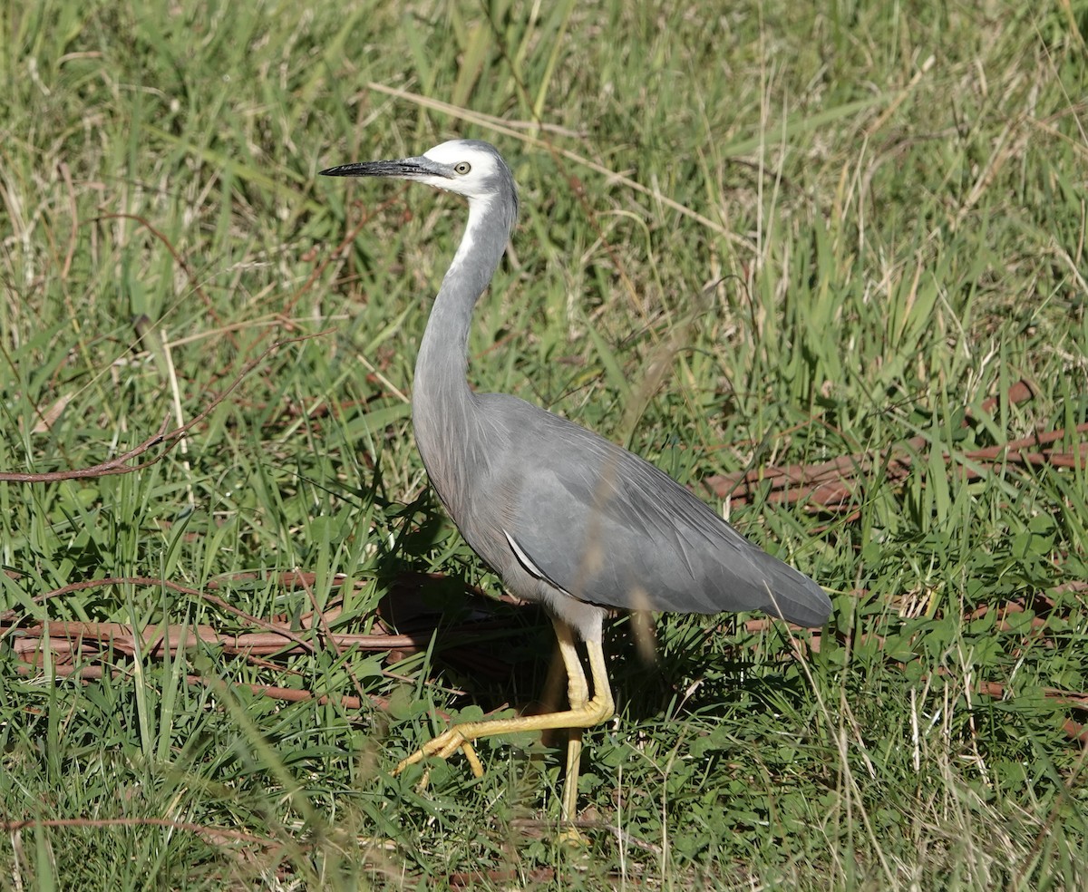 White-faced Heron - ML563454681