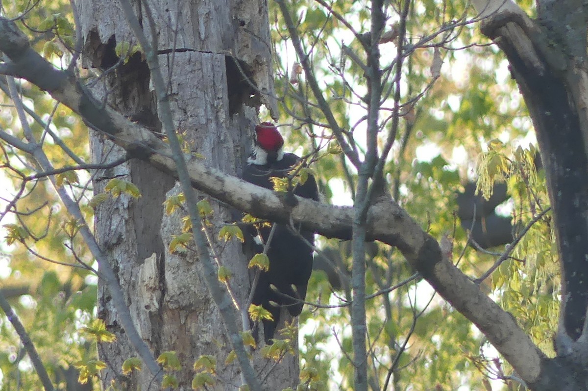 Pileated Woodpecker - ML563455621