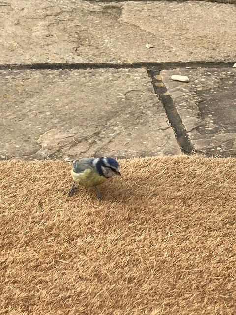 Eurasian Blue Tit - ML563455951