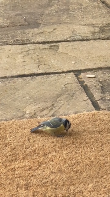 Eurasian Blue Tit - ML563455961