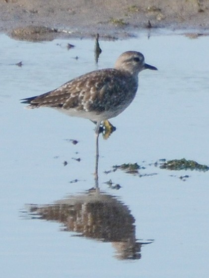 Pacific Golden-Plover - ML563456261