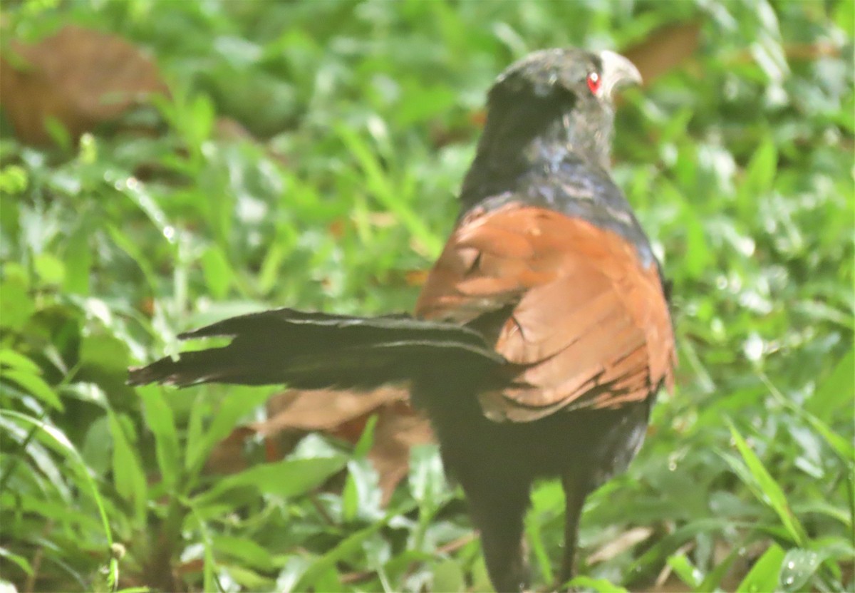 Greater Coucal - ML563457021