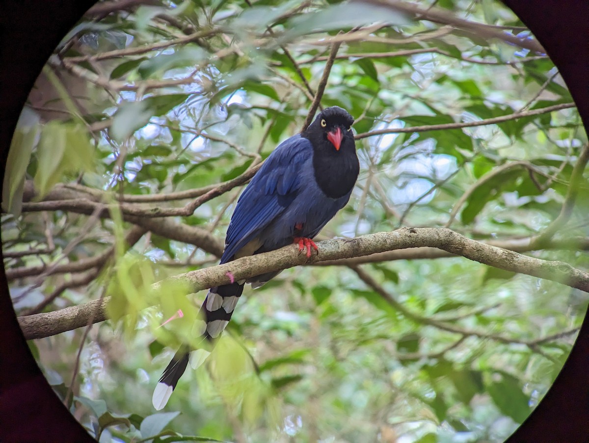 Taiwan Blue-Magpie - ML563457471