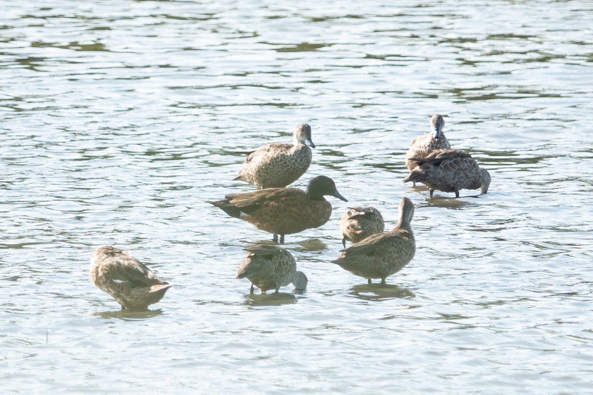 Chestnut Teal - ML563457491