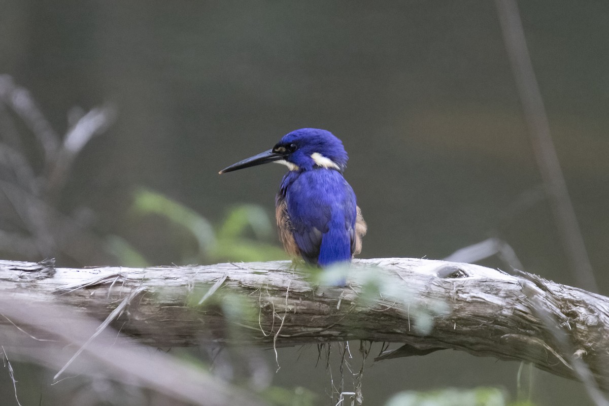 Martin-pêcheur à dos bleu - ML563457711