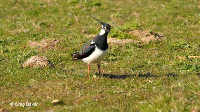 Northern Lapwing - ML563458101