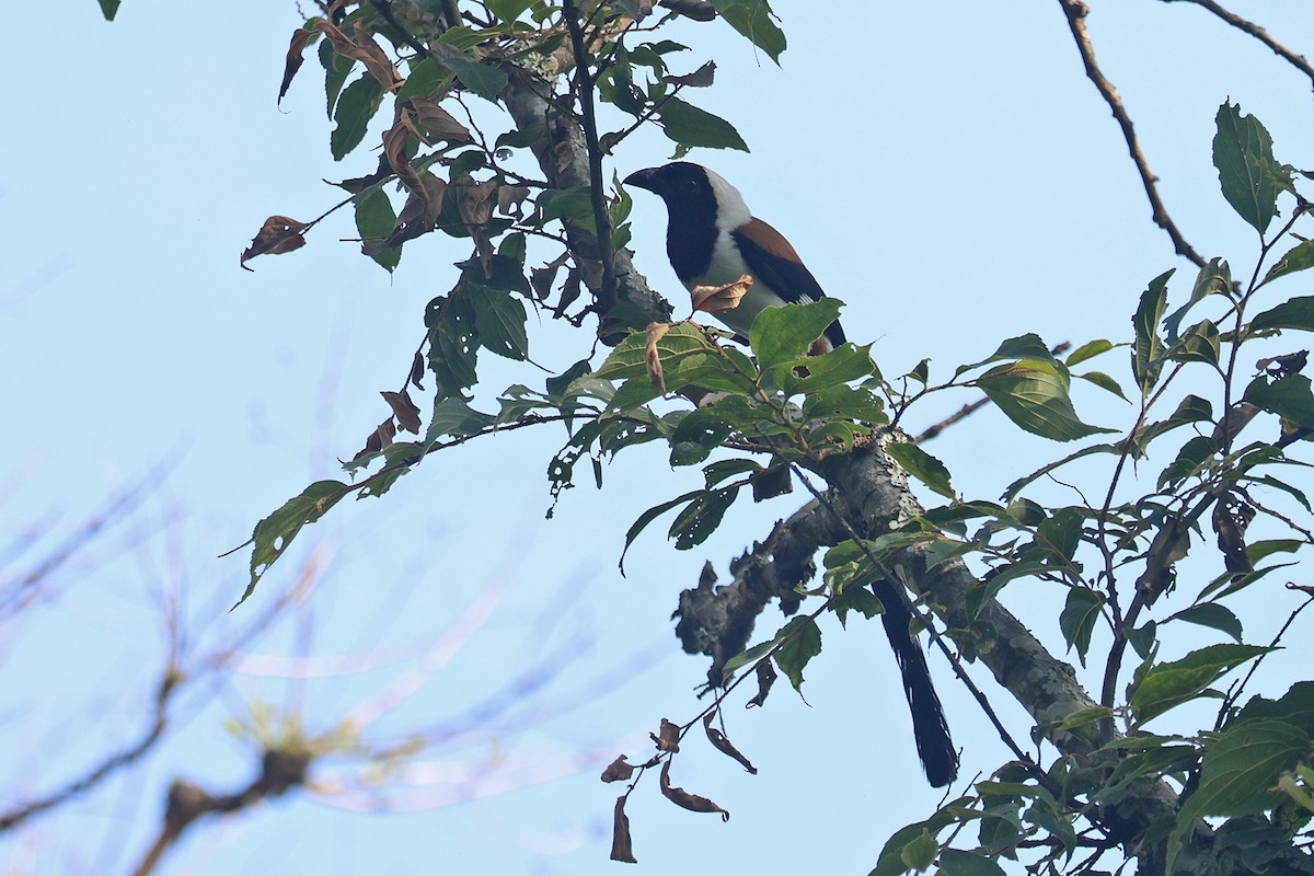 White-bellied Treepie - ML563458121