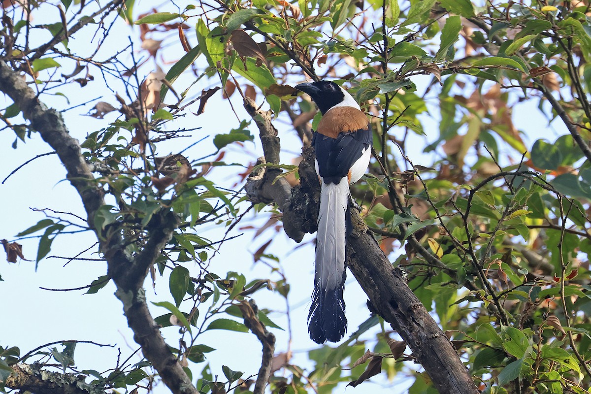 White-bellied Treepie - ML563458141