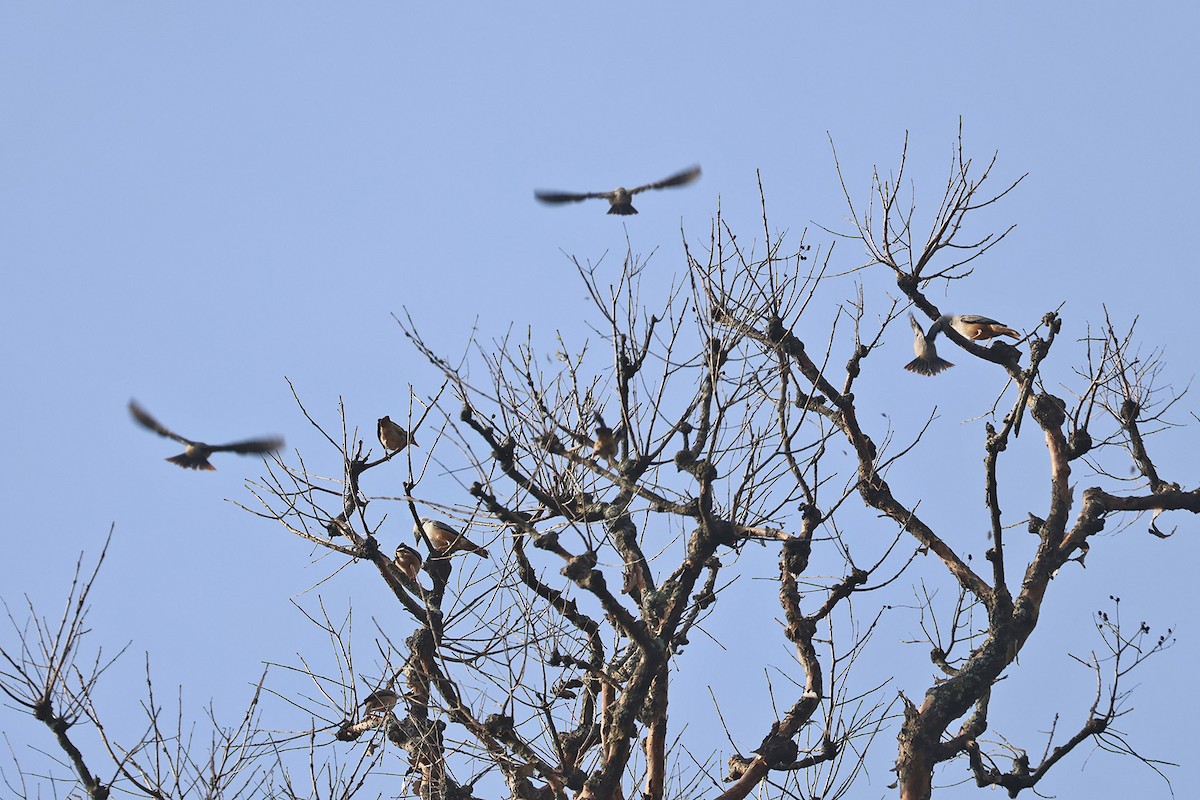 Malabar Starling - Charley Hesse TROPICAL BIRDING