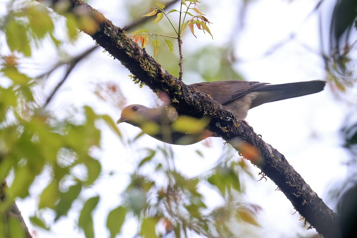 Malabar Imperial-Pigeon - Charley Hesse TROPICAL BIRDING