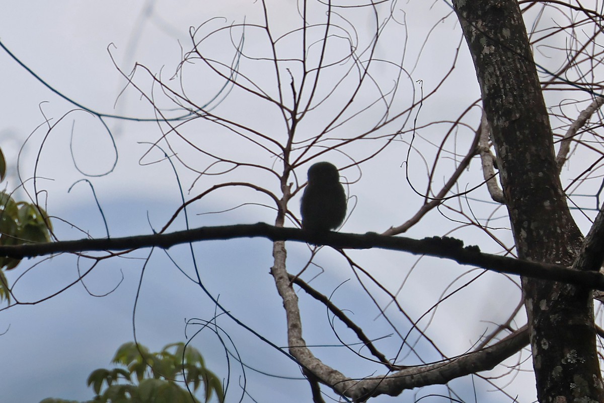 Jungle Owlet - ML563459261